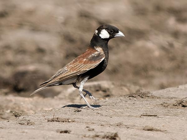 Chestnut-backed sparrow-lark (Eremopterix leucotis)